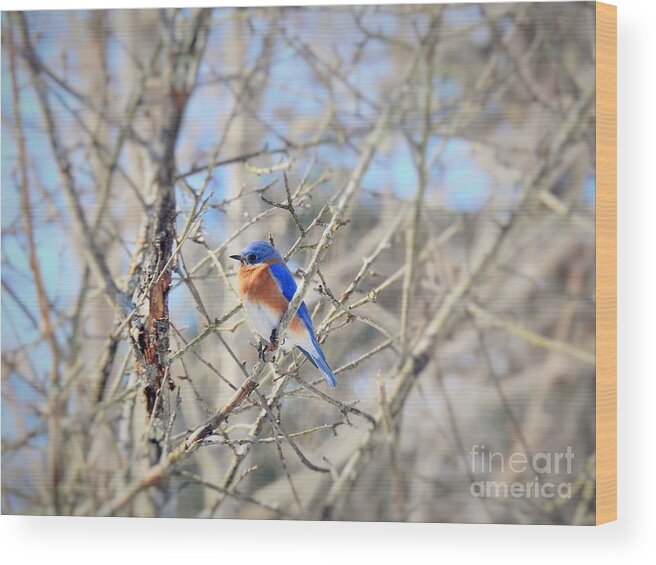 Bluebird Wood Print featuring the photograph Eastern Bluebird Male by Eunice Miller