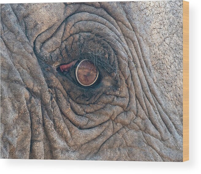 Elephant Wood Print featuring the photograph Elephant Eye by Mark Hunter