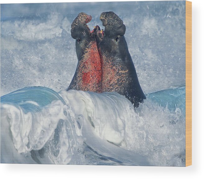 00586413 Wood Print featuring the photograph Elephant Seal Bulls Fighting In Surf, Piedras Blancas, California by Tim Fitzharris