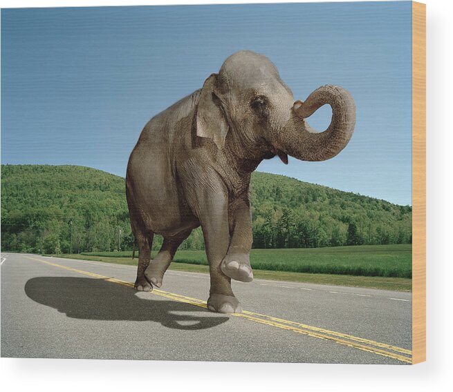 Out Of Context Wood Print featuring the photograph Elephant Walking Down The Straight Line by Matthias Clamer
