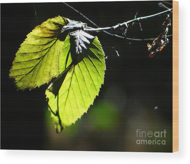 Photography Wood Print featuring the photograph Enlighted by Karin Ravasio