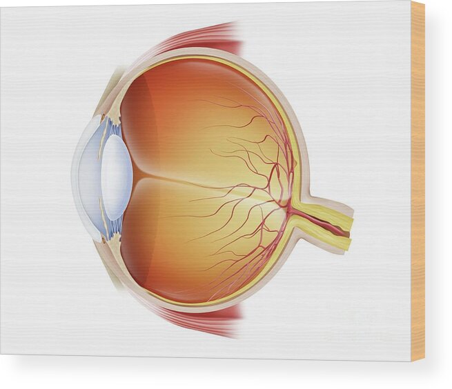 Eye Wood Print featuring the photograph Eye Anatomy by Maurizio De Angelis/science Photo Library