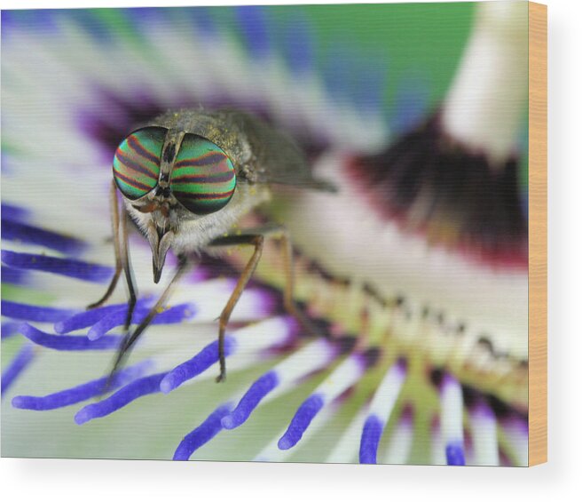 Macro Wood Print featuring the photograph Eye-catching by Jimmy Hoffman
