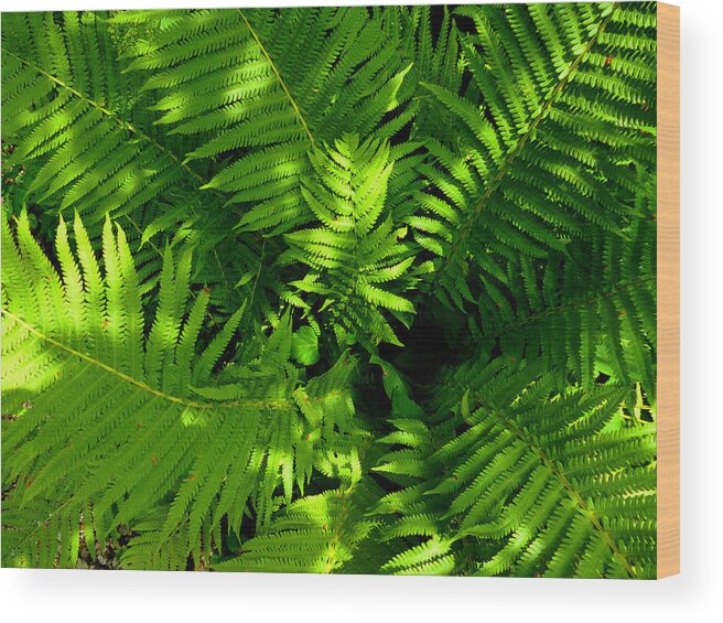 Green Wood Print featuring the photograph Fern by Mike McBrayer