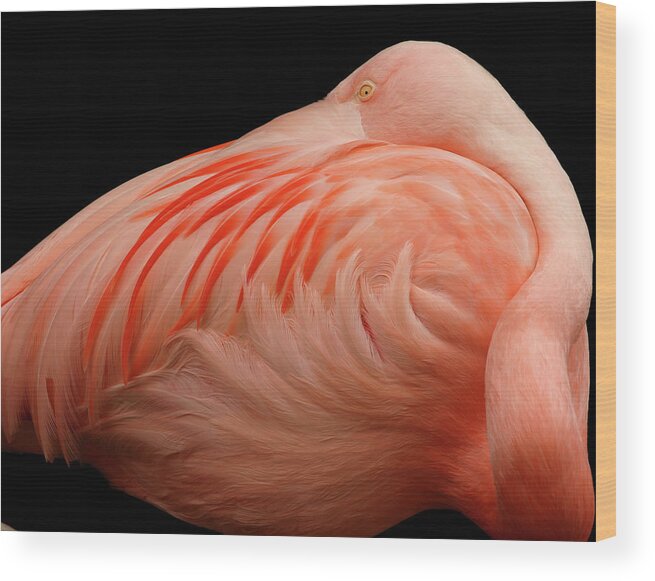 Curve Wood Print featuring the photograph Flamingo by Skyhobo