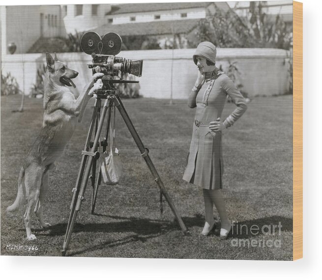 People Wood Print featuring the photograph Flash The Wonder Dog Filming Louise by Bettmann