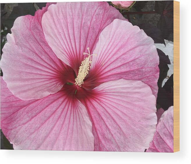 Hibiscus Wood Print featuring the photograph Fuschia Fantastic by Anjel B Hartwell