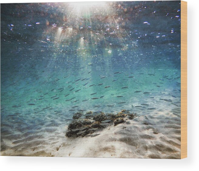 Underwater Wood Print featuring the photograph Genesis II by Meir Ezrachi