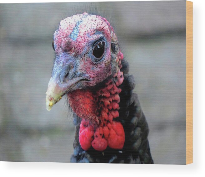 Turkey Wood Print featuring the photograph Gobbler Portrait by Linda Stern