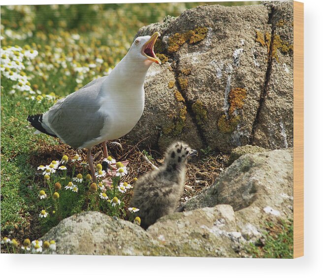 Goeland Wood Print featuring the photograph Goeland et son petit by Christine AVIGNON