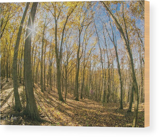 Golden Leaves Wood Print featuring the photograph Golden by Phil S Addis