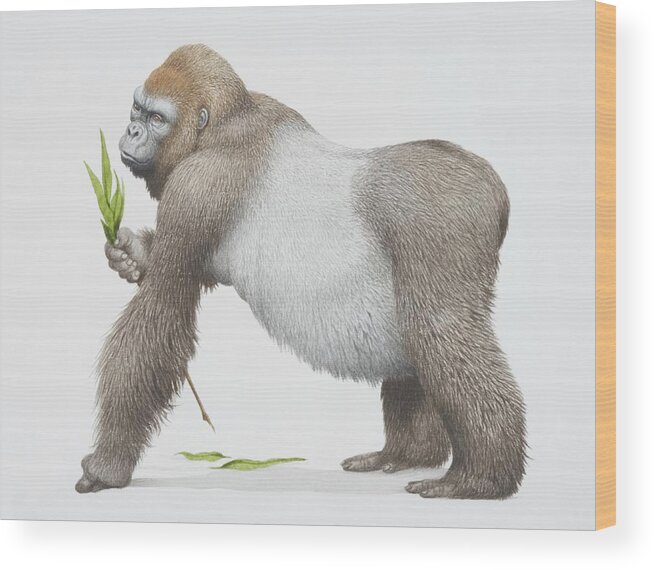 White Background Wood Print featuring the digital art Gorilla Gorilla Gorilla, Western by Kenneth Lilly