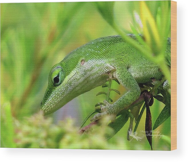 Green Wood Print featuring the photograph Green Anole Up Close by Denise Winship