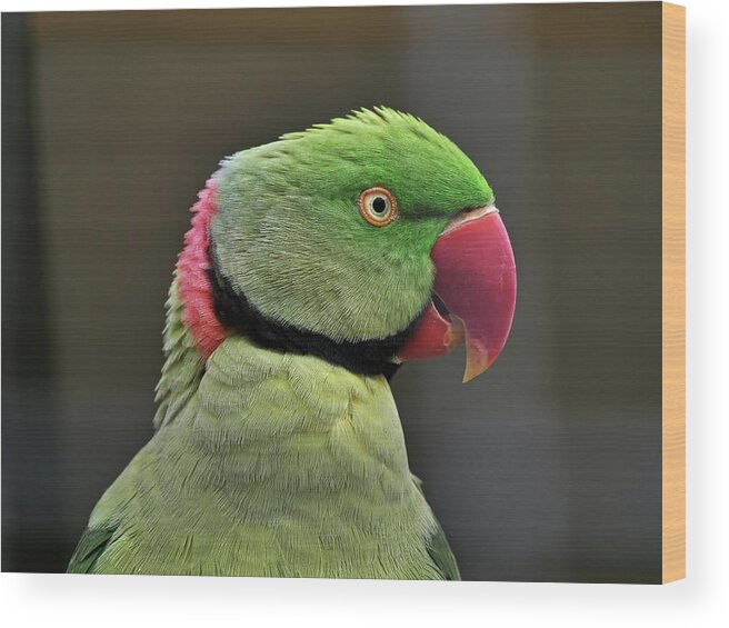 Bird Wood Print featuring the photograph Green parrot by Martin Smith
