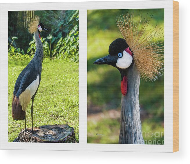 Gulf Wood Print featuring the photograph Grey Crowned Crane Gulf Shores Al Collage 10 Diptych by Ricardos Creations