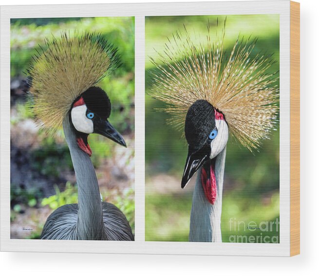 Gulf Wood Print featuring the photograph Grey Crowned Crane Gulf Shores Al Collage 3 Diptych by Ricardos Creations