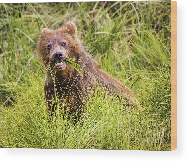 Bear Wood Print featuring the photograph Grizzly cub grazing, Alaska by Lyl Dil Creations