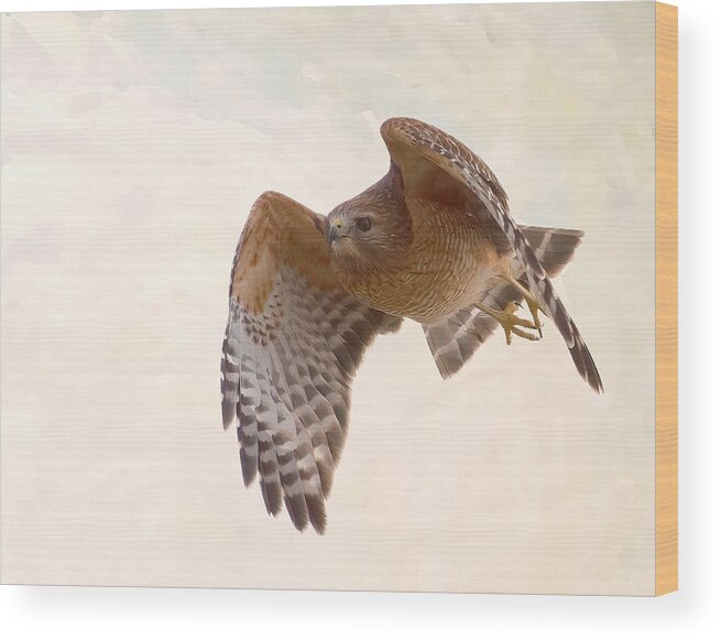 Red-tailed Wood Print featuring the photograph Hawk by Jon W Wallach