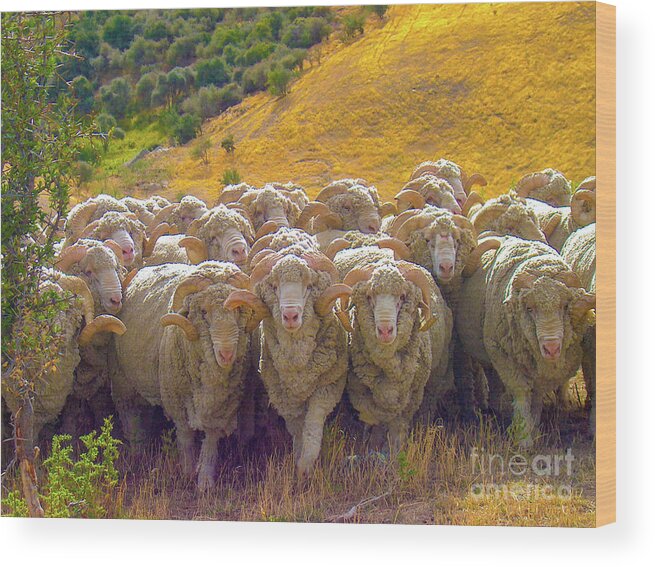 Sheep Wood Print featuring the photograph Herding Merino Sheep by Leslie Struxness