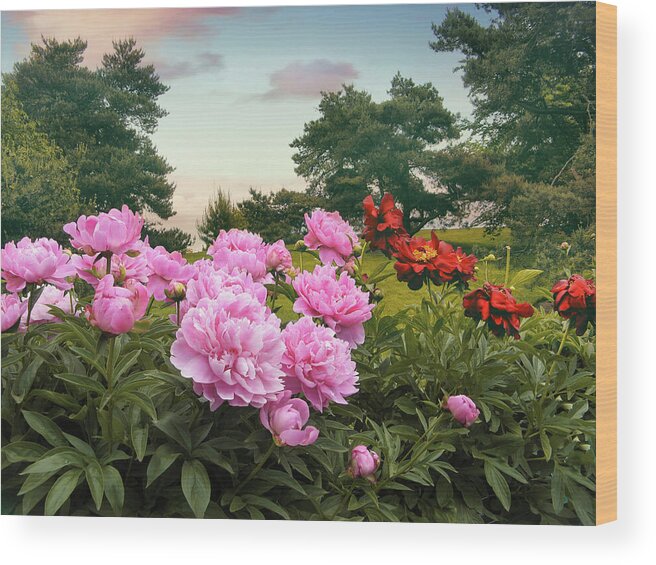 Peonies Wood Print featuring the photograph Hillside Peonies by Jessica Jenney