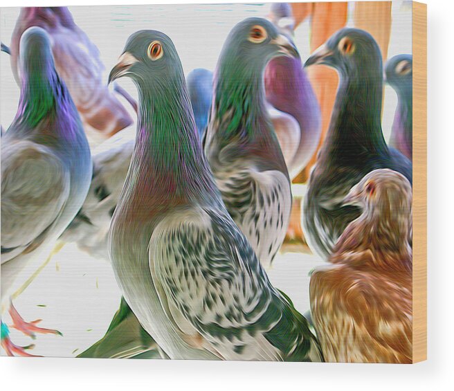 Pigeon Wood Print featuring the photograph Homing Pigeon Group Swirly by Don Northup
