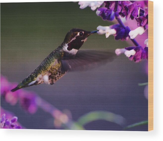 Animal Wood Print featuring the photograph Hummingbird HDR by Richard Thomas