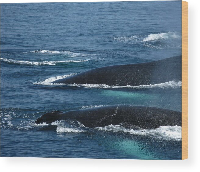 Diving Into Water Wood Print featuring the photograph Humpback Whales by Daniel Muller