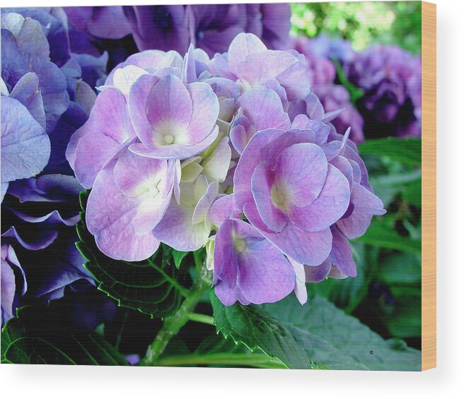 Hydrangea Wood Print featuring the photograph Hydrangea by Audrey