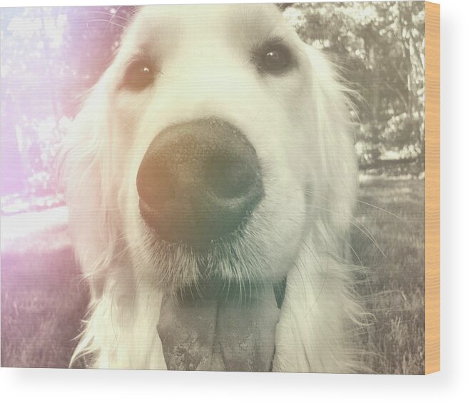 Dog Wood Print featuring the photograph I Luv You by JAMART Photography