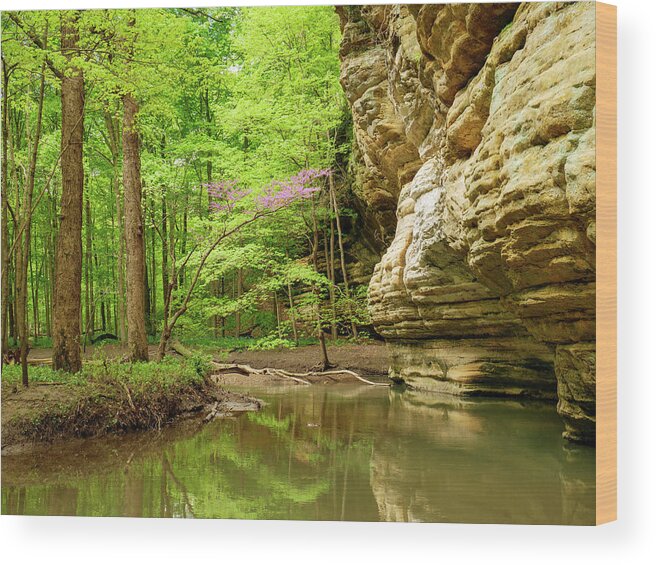 Brook Wood Print featuring the photograph Illinois Canyon Redbud in Bloom by Todd Bannor