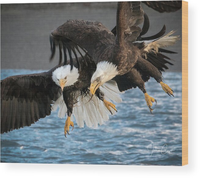 Bald Eagles Wood Print featuring the photograph Jousting Eagles by James Capo