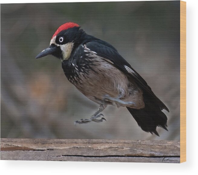 Woodpecker Bird Feathers Jump Wood Print featuring the photograph Jump by Jon W Wallach