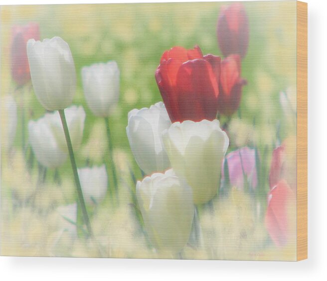 Tulip Wood Print featuring the photograph Kissed By The Sun by Angela Davies