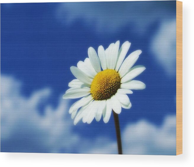 Petal Wood Print featuring the photograph Large Daisy Flower Against A Blue Sky by Weeping Willow Photography