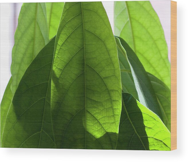 Avocado Wood Print featuring the photograph Leaves Of A Avocado Tree by Byba Sepit