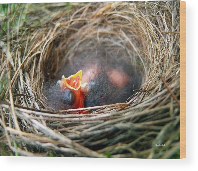 Birds Nest Wood Print featuring the photograph Life in the Nest by Christina Rollo