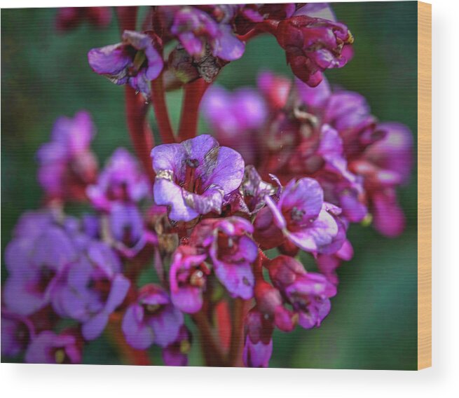 Leif Sohlman Wood Print featuring the photograph Lilac #h9 by Leif Sohlman