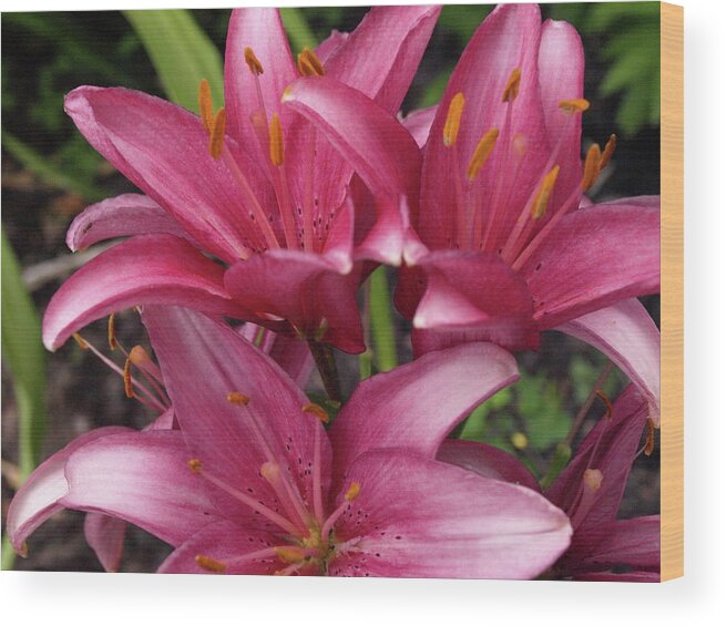 Lily Wood Print featuring the photograph Lilixplosion 3 by Jeffrey Peterson