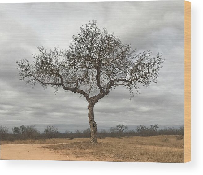 Tree Wood Print featuring the photograph Loan Tree by Ben Foster