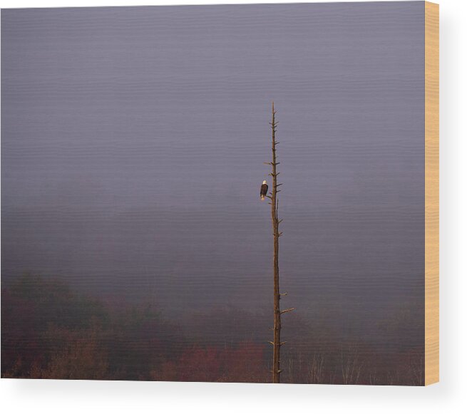 Eagle Bird Bald Lonely Swamp Fog Fall Raptor Perch Wood Print featuring the photograph Lone Eagle by Jon W Wallach