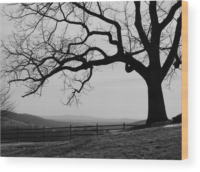Jane Ford Wood Print featuring the photograph Longing for Spring by Jane Ford