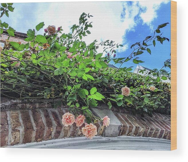 Peach Flowers Wood Print featuring the photograph Look Up by Portia Olaughlin