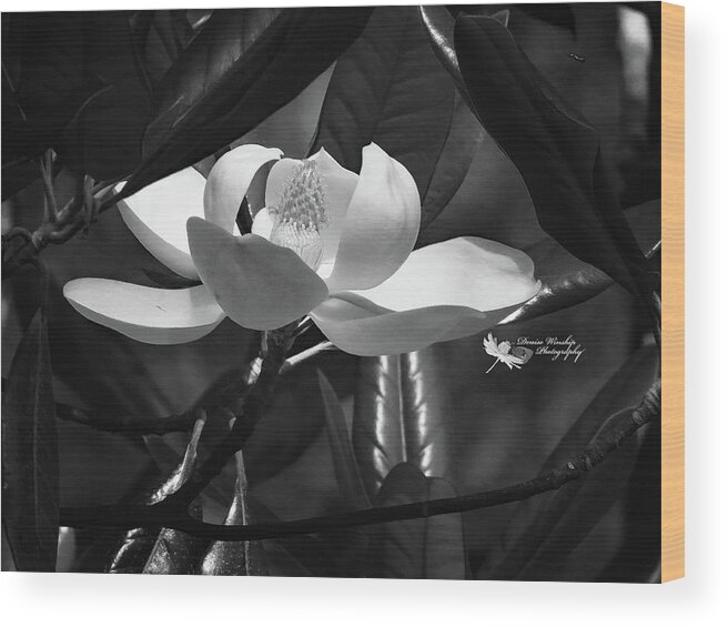 Magnolia Flower Wood Print featuring the photograph Magnolia Flower in Black and White by Denise Winship