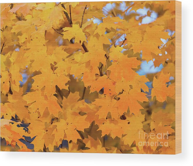 Cayce Wood Print featuring the photograph Maple-2 by Charles Hite