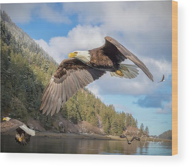 Alaska Wood Print featuring the photograph Master of the Skies by James Capo