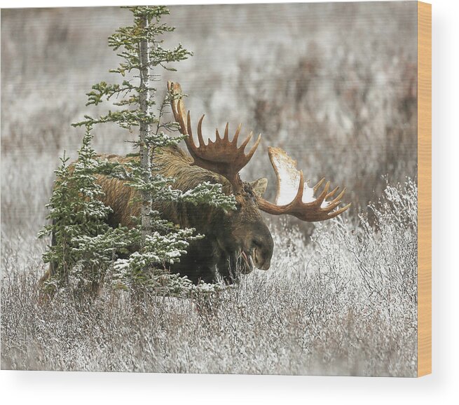 Sam Amato Photography Wood Print featuring the photograph Monster Denali Bull Moose by Sam Amato