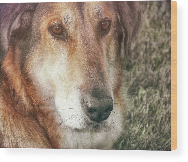 Dog Wood Print featuring the photograph Murphy by JAMART Photography
