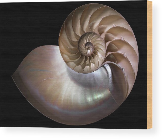 Nautilus 3 Wood Print featuring the photograph Nautilus 3 by Moises Levy
