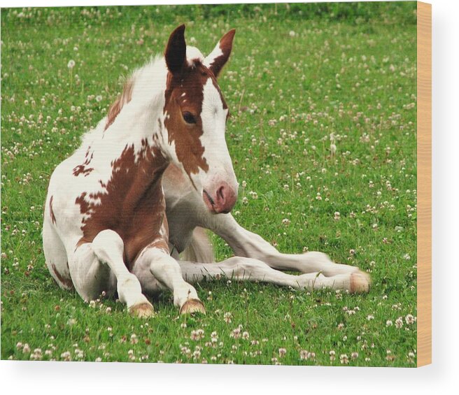 Horses Wood Print featuring the photograph Newborn Foal by Lori Frisch