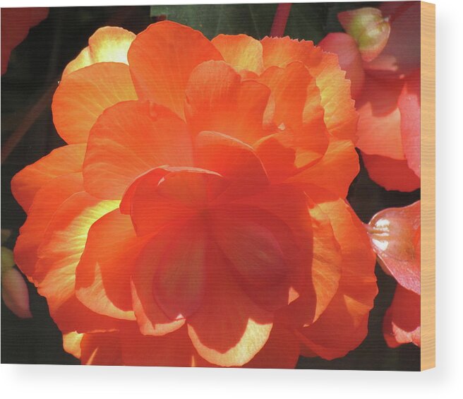 Orange Begonia Wood Print featuring the photograph Orange Begonia by Boyd Carter